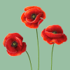 Art Painting Corn  Red Flowers